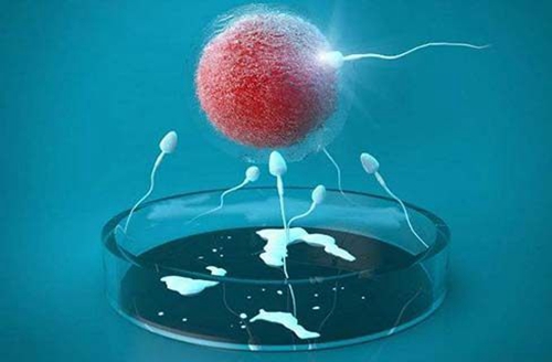 哈尔滨省妇幼保健院供卵试管婴儿成功率
