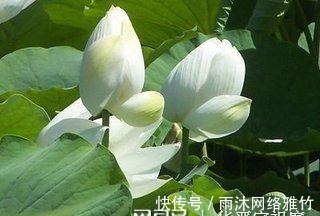 高龄试管用鲜胚还是囊胚哪个着床时间短